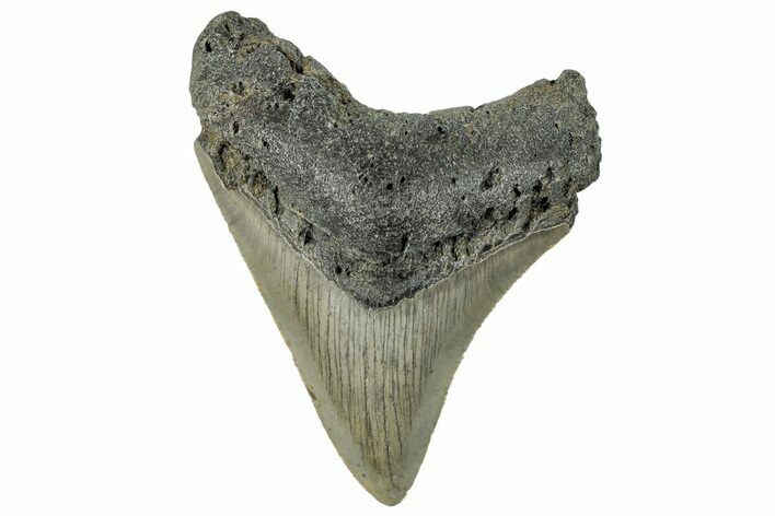 Serrated, Fossil Megalodon Tooth - North Carolina #295119